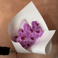 Phalaenopsis Orchid Stems