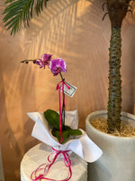 Single Potted Orchid Plant