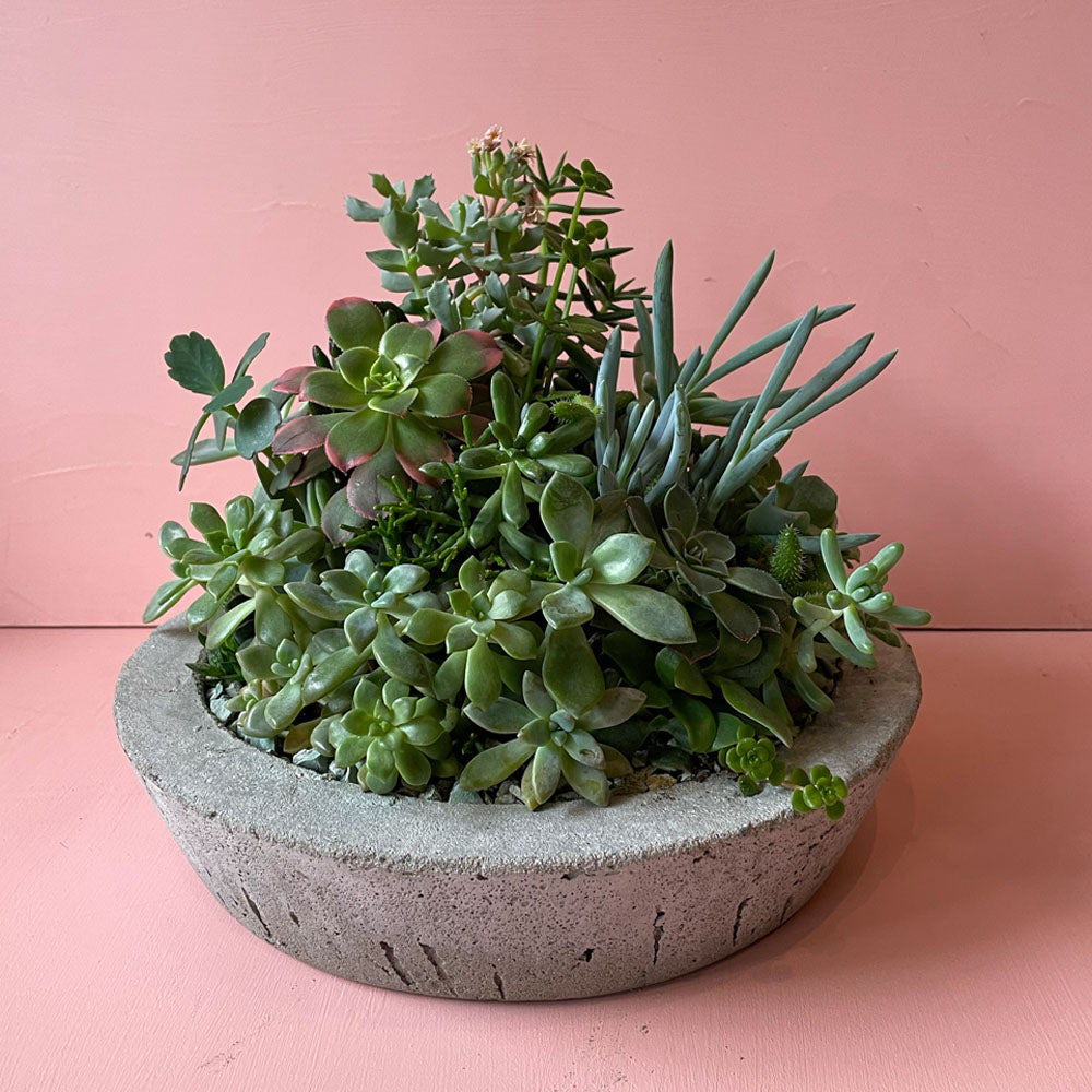 Succulents in Concrete Pot (Large)
