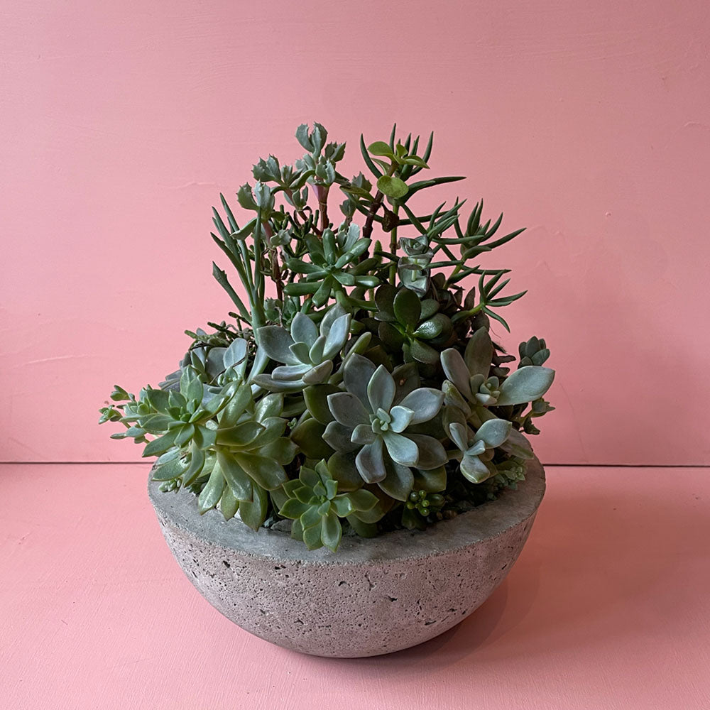 Succulents in Concrete Pot (Medium)