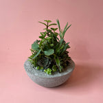 Succulents in Concrete Pot (Small)